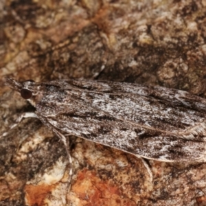 Crambidae sp. (family) at Paddys River, ACT - 12 Mar 2021 10:31 PM