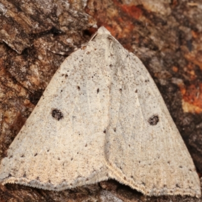 Amelora demistis (Pointed Cape-moth) at Paddys River, ACT - 12 Mar 2021 by kasiaaus