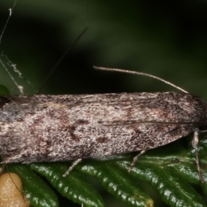 Palimmeces undescribed species nr hemiphanes at Paddys River, ACT - 12 Mar 2021