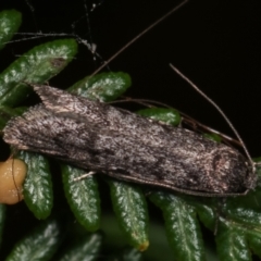 Palimmeces undescribed species nr hemiphanes at Paddys River, ACT - 12 Mar 2021