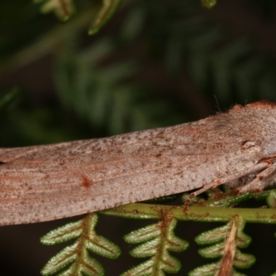 Paralaea (genus) at Tidbinbilla Nature Reserve - 12 Mar 2021 by kasiaaus