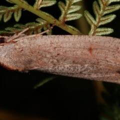 Paralaea (genus) at Paddys River, ACT - 12 Mar 2021 10:34 PM