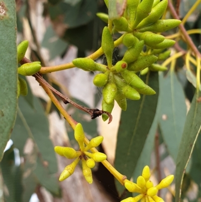 Eucalyptus blakelyi (Blakely's Red Gum) at Belconnen, ACT - 7 Mar 2021 by drakes