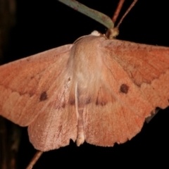 Monoctenia falernaria (Patched Leaf Moth) at Paddys River, ACT - 12 Mar 2021 by kasiaaus