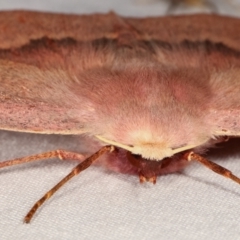 Monoctenia falernaria at Paddys River, ACT - 12 Mar 2021 11:22 PM