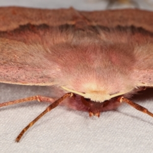 Monoctenia falernaria at Paddys River, ACT - 12 Mar 2021