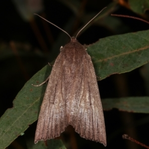 Palleopa innotata at Paddys River, ACT - 12 Mar 2021