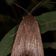 Palleopa innotata at Paddys River, ACT - 12 Mar 2021 10:48 PM