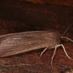 Palleopa innotata at Paddys River, ACT - 12 Mar 2021 10:48 PM