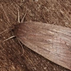 Palleopa innotata at Paddys River, ACT - 12 Mar 2021 10:48 PM