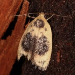 Garrha ocellifera (A concealer moth) at Paddys River, ACT - 12 Mar 2021 by kasiaaus