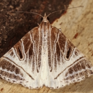 Phrataria replicataria at Paddys River, ACT - 12 Mar 2021 10:49 PM