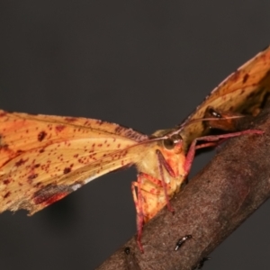 Parepisparis lutosaria at Paddys River, ACT - 12 Mar 2021 10:55 PM