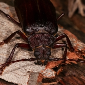 Cnemoplites edulis at Paddys River, ACT - 12 Mar 2021 11:05 PM