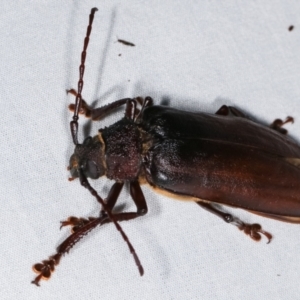 Cnemoplites edulis at Paddys River, ACT - 12 Mar 2021 11:05 PM