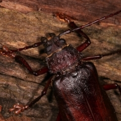 Cnemoplites edulis at Paddys River, ACT - 12 Mar 2021 11:05 PM