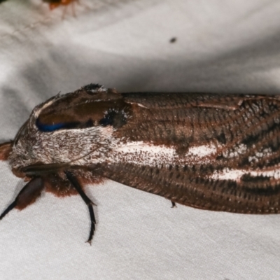 Endoxyla encalypti (Wattle Goat Moth) at Paddys River, ACT - 12 Mar 2021 by kasiaaus