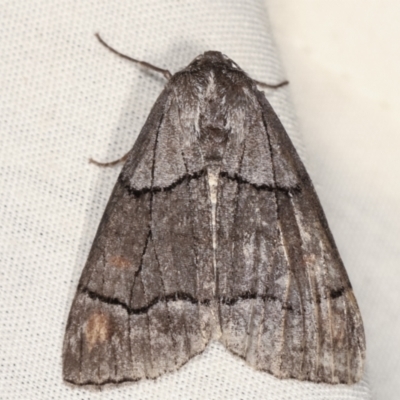 Stibaroma melanotoxa (Grey-caped Line-moth) at Tidbinbilla Nature Reserve - 12 Mar 2021 by kasiaaus