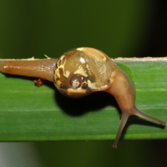 Mysticarion porrectus (Golden Semi-slug) at ANBG - 14 Mar 2021 by TimL