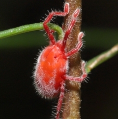 Trombidiidae (family) (Red velvet mite) at ANBG - 14 Mar 2021 by TimL