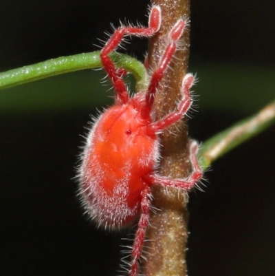 Trombidiidae (family) (Red velvet mite) at ANBG - 14 Mar 2021 by TimL