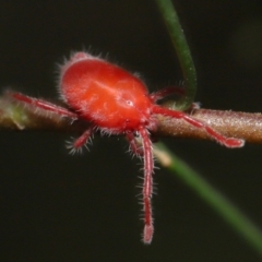 Trombidiidae (family) at Acton, ACT - 14 Mar 2021