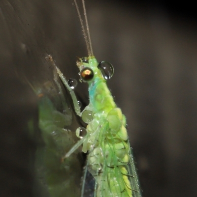 Chrysopidae (family) (Unidentified Green lacewing) at Downer, ACT - 14 Mar 2021 by TimL