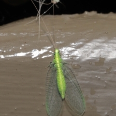 Chrysopidae (family) at Downer, ACT - 14 Mar 2021