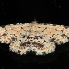 Sandava scitisignata (Fungi Snout, Hypeninae) at Ainslie, ACT - 16 Mar 2021 by jb2602