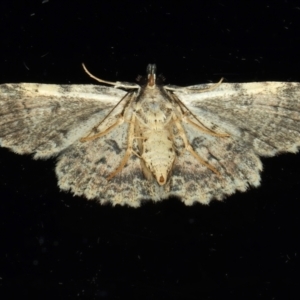 Sandava scitisignata at Ainslie, ACT - 16 Mar 2021