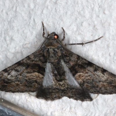 Gastrinodes argoplaca (Cryptic Bark Moth) at Ainslie, ACT - 15 Mar 2021 by jbromilow50