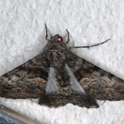 Gastrinodes argoplaca (Cryptic Bark Moth) at Ainslie, ACT - 15 Mar 2021 by jb2602