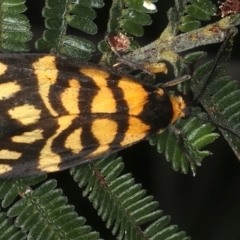 Asura lydia (Lydia Lichen Moth) at Majura, ACT - 16 Mar 2021 by jb2602