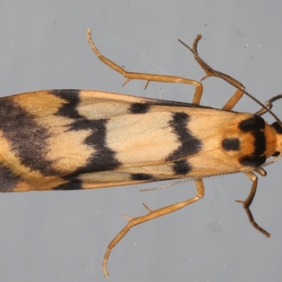 Tigrioides alterna (Alternating Footman) at Ainslie, ACT - 17 Mar 2021 by jb2602