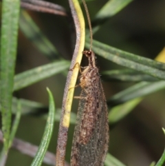 Stenosmylus tenuis (Osmylid lacewing) at ANBG - 14 Mar 2021 by TimL