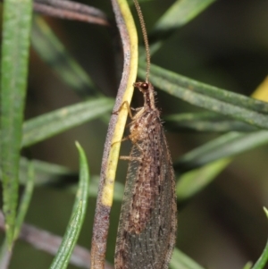 Stenosmylus tenuis at Acton, ACT - 14 Mar 2021 12:30 PM