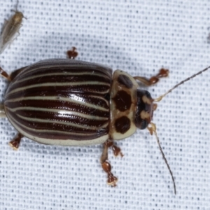 Paropsisterna lignea at Paddys River, ACT - 12 Mar 2021 11:15 PM