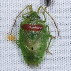 Acanthosomatidae (family) (Unidentified Acanthosomatid shield bug) at Tidbinbilla Nature Reserve - 12 Mar 2021 by kasiaaus