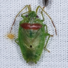 Acanthosomatidae (family) (Unidentified Acanthosomatid shield bug) at Paddys River, ACT - 12 Mar 2021 by kasiaaus