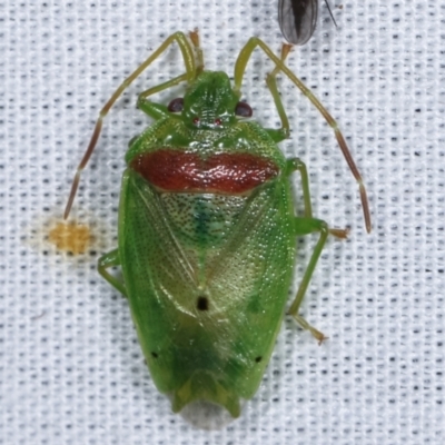 Acanthosomatidae (family) (Unidentified Acanthosomatid shield bug) at Paddys River, ACT - 12 Mar 2021 by kasiaaus