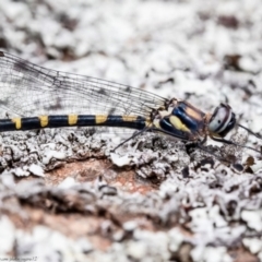 Cordulephya pygmaea (Common Shutwing) at Holt, ACT - 18 Mar 2021 by Roger