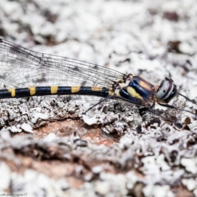 Cordulephya pygmaea (Common Shutwing) at Holt, ACT - 18 Mar 2021 by Roger