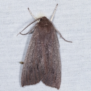 Palleopa innotata at Paddys River, ACT - 12 Mar 2021