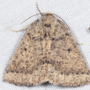 Amelora (genus) at Paddys River, ACT - 12 Mar 2021