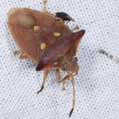 Hiarchas angularis (A shield bug) at Tidbinbilla Nature Reserve - 12 Mar 2021 by kasiaaus