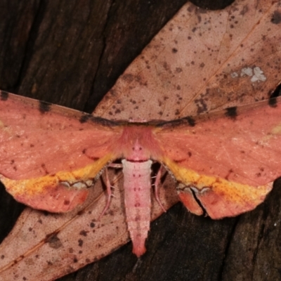 Parepisparis lutosaria (Bright Twisted Moth) at Tidbinbilla Nature Reserve - 12 Mar 2021 by kasiaaus