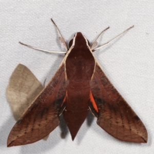 Hippotion scrofa at Paddys River, ACT - 12 Mar 2021