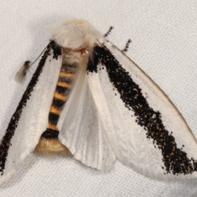 Oenosandra boisduvalii (Boisduval's Autumn Moth) at Paddys River, ACT - 12 Mar 2021 by kasiaaus