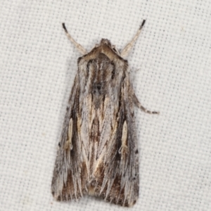 Persectania ewingii at Paddys River, ACT - 12 Mar 2021 11:27 PM