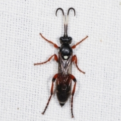 Ichneumon promissorius (Banded caterpillar parasite wasp) at Tidbinbilla Nature Reserve - 12 Mar 2021 by kasiaaus